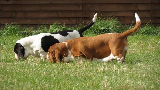 Bassbarr Bassets - Bill O'Loughlin смотреть онлайн