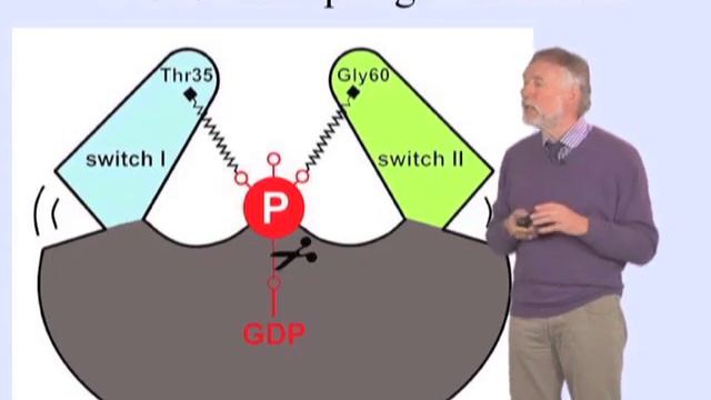 Alfred Wittinghofer (MPI) Part 1: GTP-binding Proteins as Molecular Switches смотреть онлайн