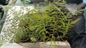 КСАНТОЦЕРАС, ЧЕКАЛКИН ОРЕХ. ПОСЕВ в феврале без скарификации и замачивания. ЭКСПЕРИМЕНТ