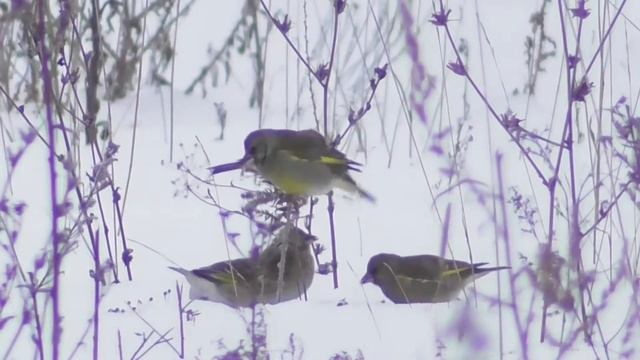 Зеленушки зимой. ( Carduelis chloris ) смотреть онлайн