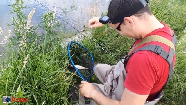 Ловля дикой форели на Северном Кавказе . РСО-Алания смотреть онлайн