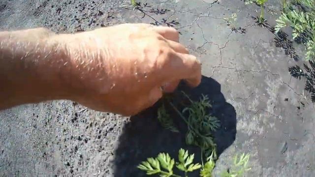 Морковная муха. смотреть онлайн