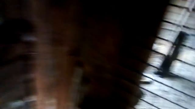 Бойцовые петухи.Недоглядел смотреть онлайн