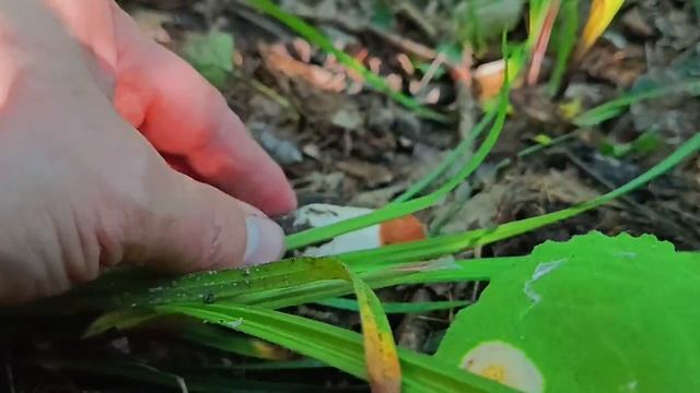 ?ПЕРВЫЕ БЕЛЫЕ ГРИБЫ...⭐ ПОЛНЫЙ ВИДЕООТЧЕТ сбора 08 июня 2023⭐ Владимирская обл., п. Ставрово? #гриб смотреть онлайн