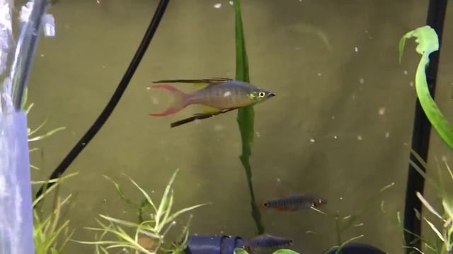 Threadfin Rainbowfish Care Guide смотреть онлайн