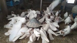 Минералка в рационе голубей . И как её любят голуби.