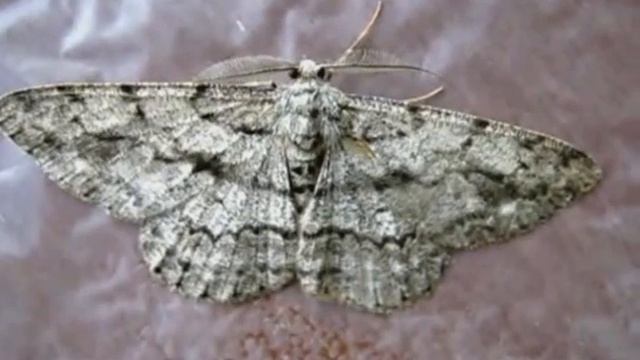 Лесные бабочки смотреть онлайн