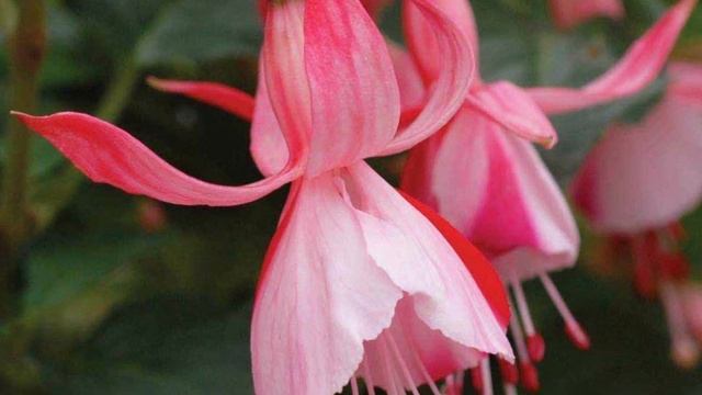 15 Bonitas Variedades De Fuchsia Identificadas.