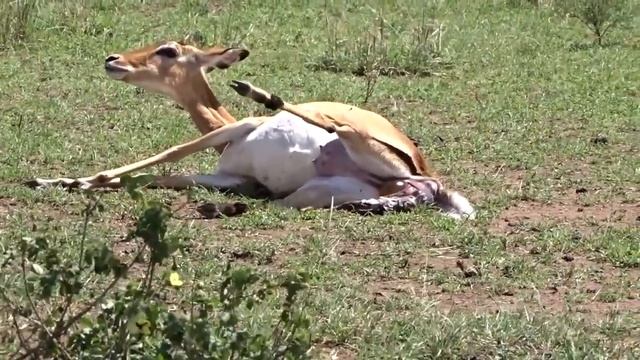 Полное видео рождения ИМПАЛЫ!! смотреть онлайн