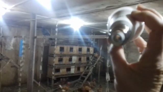 СВЕТ В КУРЯТНИКЕ