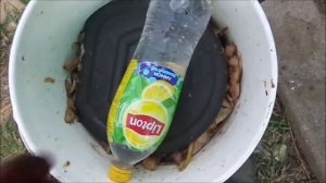 Червь старатель Владимирский, 1 часть.