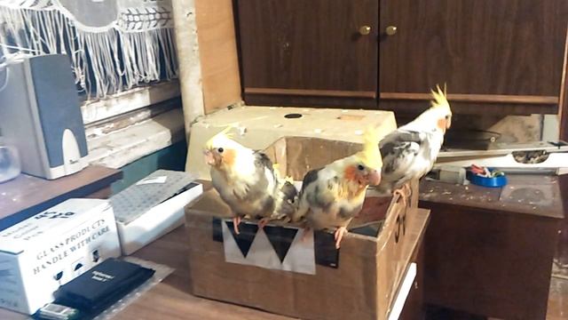 Выкормыши кореллы. Первый полет. Начало самостоятельной жизни.