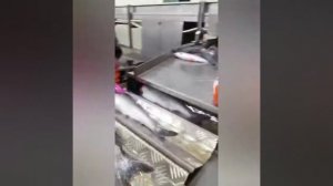 Рыбообработка! Камчатка "Народы Севера "