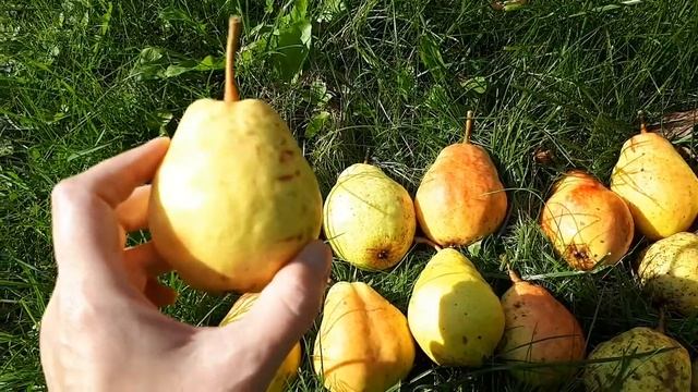 Груша сорт Лада. смотреть онлайн