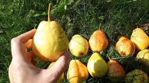 Груша сорт Лада.