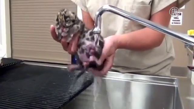 Редкий дымчатый леопард. смотреть онлайн