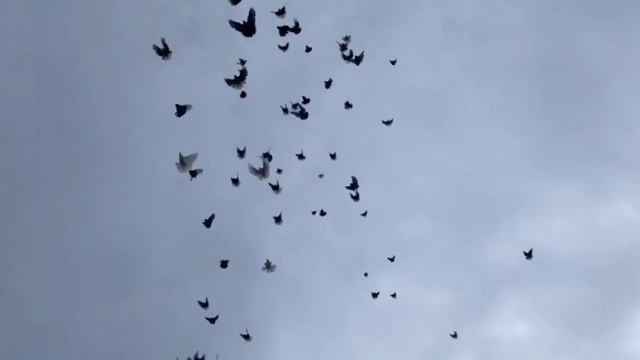 Питомник "Западный" Осенний марафон смотреть онлайн