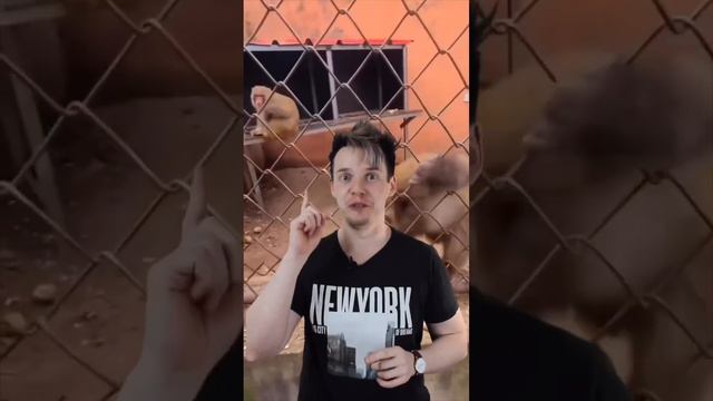 Самая Крутая обезьяна смотреть онлайн