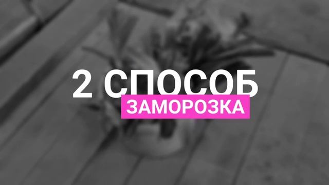 Уборка и хранение лука порея. смотреть онлайн