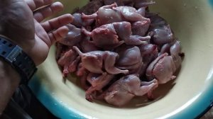 Забой перепелов // отличие пород // разочарован в японском перепеле // затариваюсь на зиму