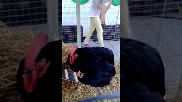 ЧЕРНЫЙ ПЕТУХ смотреть онлайн