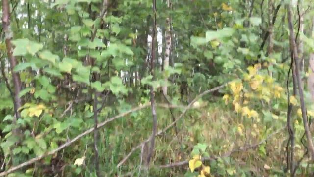 Три дня на таёжной речке. Разбираем завалы из топляков и брёвен. смотреть онлайн