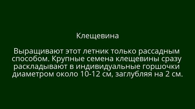 ❀ 6 лучших однолетних растений-гигантов для цветника смотреть онлайн