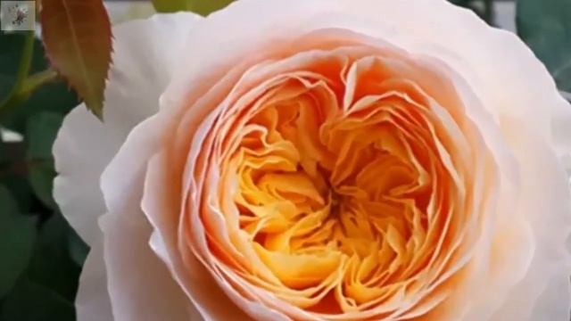 rose juliet david austin - the every day rose show. all things david austin roses. смотреть онлайн
