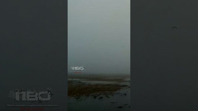 ОХОТА НА ГУСЕЙ 2022!!! ШТЫКОВОЙ НАЛЁТ КАЗАРЫ #shorts смотреть онлайн