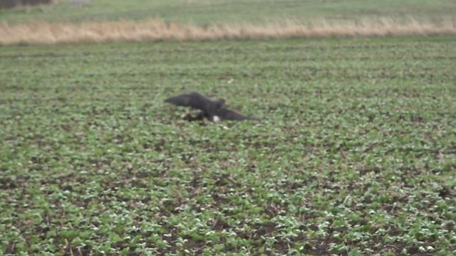 1 Day | Five GOLDEN EAGLES Catch Five Hares! смотреть онлайн