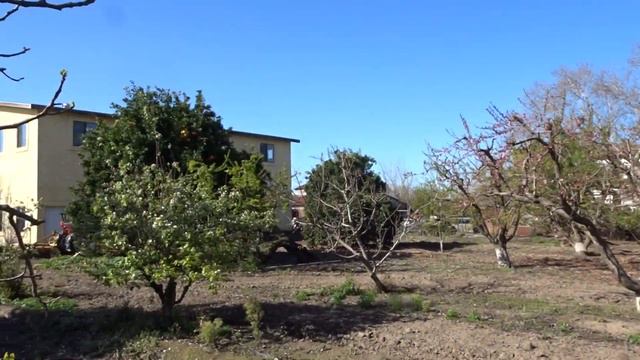 Фрезно(США)Цитрусовые дары Калифорнии. смотреть онлайн