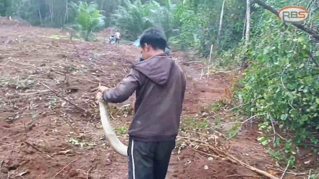 Kemunculan Ular Sanca di Areal Land Clearing // RELEASE PYTHON "PART 3" смотреть онлайн