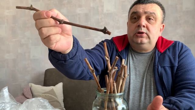 Новые черенки поставлены на укоренение!но и танец с бубном не закончен!)) смотреть онлайн