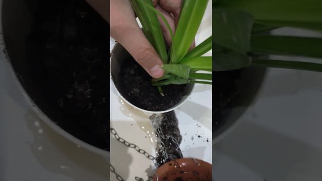 Пересадка хлорофитума(он уже появлялся в одном из моих видео, ссылка в опис) смотреть онлайн