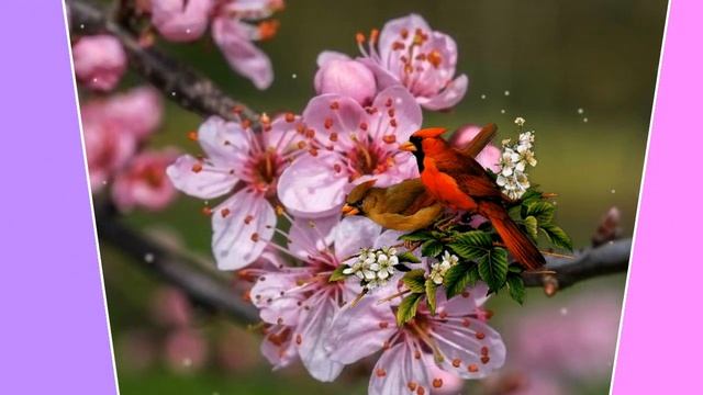 ВОСТОРГ ОТ ЭТОЙ ПЕСНИ ! ЧЕРЕШНЯ ! СВЕТЛАНА КОЛУНДАЕВА ! смотреть онлайн