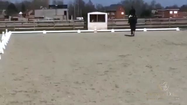 Gelding by Don Romantic, Inter II gewonnen смотреть онлайн