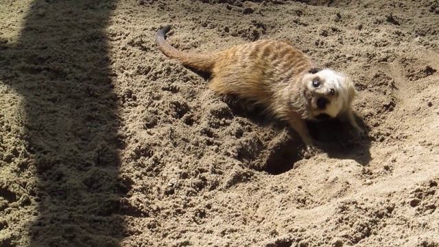 Весёлый сурикатик 06.06.18 смотреть онлайн