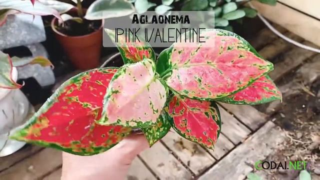 Cây Aglaonema Lady Valentine (Như Ý Hoàng Hậu Valentine) chậu nhựa смотреть онлайн