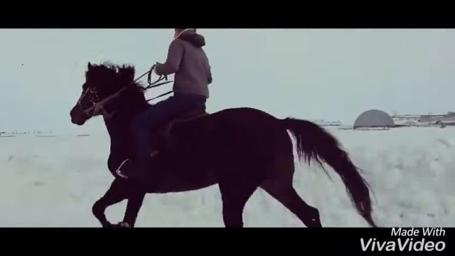 Американский рысак - "Маэстро" смотреть онлайн