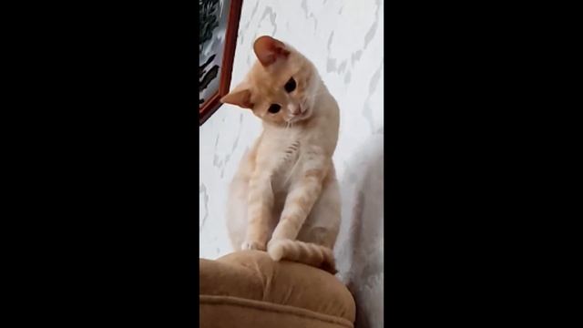 Смешной кот смотреть онлайн
