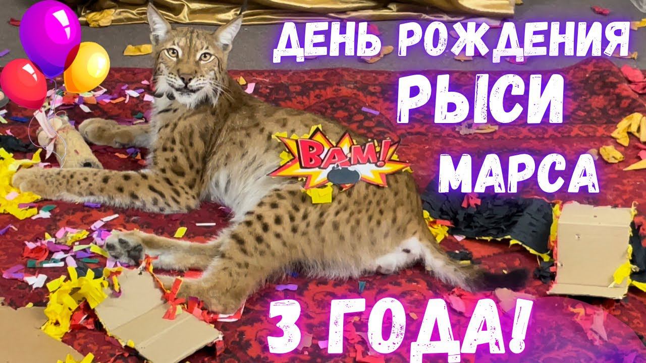 День рождения рыси Марса, 3 года!  Стрим-совершеннолетие!