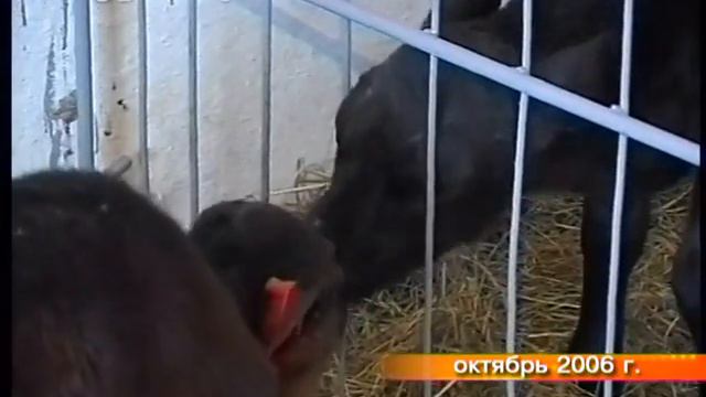 Архифакты недели с 29 сентября по 5 октября смотреть онлайн