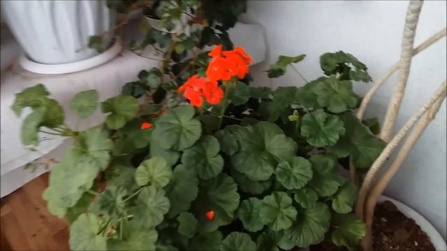 Петунии пора сеять? НЕТ. Займёмся комнатными растениями!