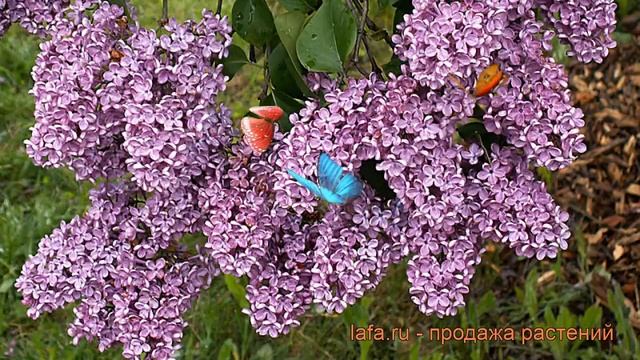 Сирень обыкновенная Леонид Леонов ? обзор: как сажать, саженцы сирени Леонид Леонов смотреть онлайн