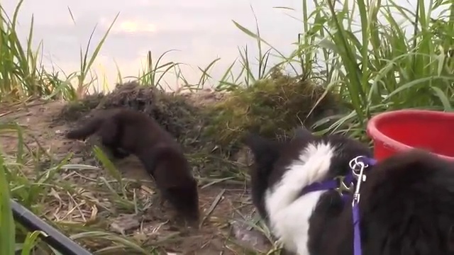 Котэ в шоке от наглости норки смотреть онлайн