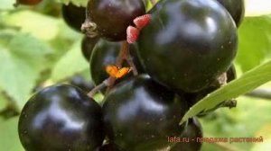 Смородина черная Белорусская (ribes nigrum) ? обзор: как сажать, саженцы смородины Белорусская