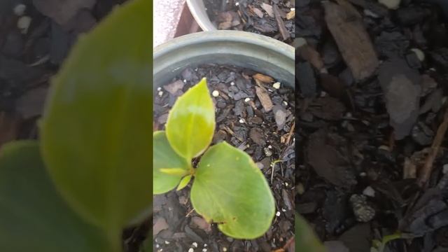 Kadsura Coccinea Seedlings(Part 2)