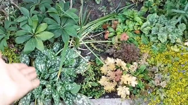 ОБЗОР САДА 15 СЕНТЯБРЯ 2019 смотреть онлайн