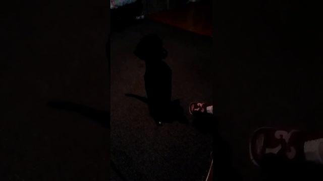 Когда такса хочет кушать. смотреть онлайн