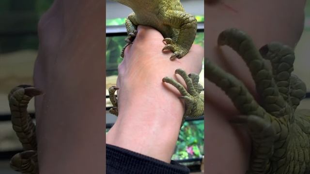 Гигантский цепкохвостый сцинк смотреть онлайн